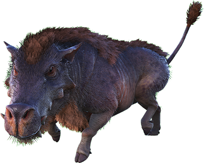 Daeodon