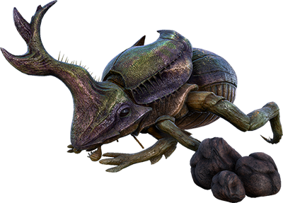 Dung Beetle